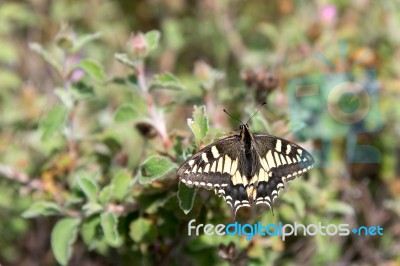 Close-up Of A Swallowtail Butterfly In Tuscany Stock Photo