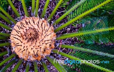 Close Up Of A Thorny Plant Stock Photo