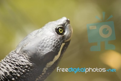 Close Up Of A Turtle Stock Photo