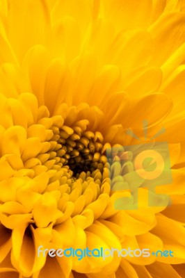 Close-up Of A Yellow Chrysanthemum Stock Photo