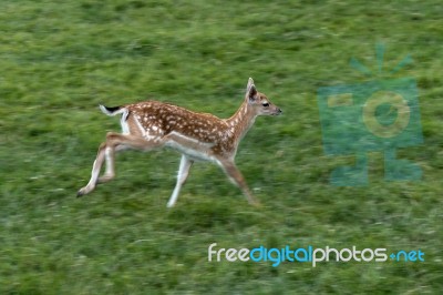 Close-up Of A Young Fallow Deer (dama Dama) Stock Photo