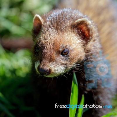 Close-up Of An European Polecat (mustela Putorius) Stock Photo