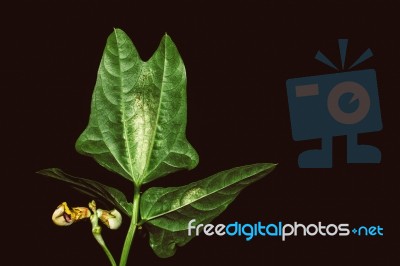 Close Up Of Bean Plant Leaves At Night Stock Photo