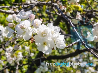 Close Up Of Beautiful Almond Blossoms Stock Photo