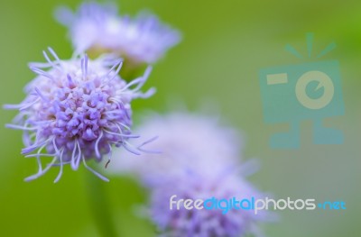 Close Up Of Beautiful Flower On Blurred Bokeh Background. Outdoor On Summer Day Stock Photo