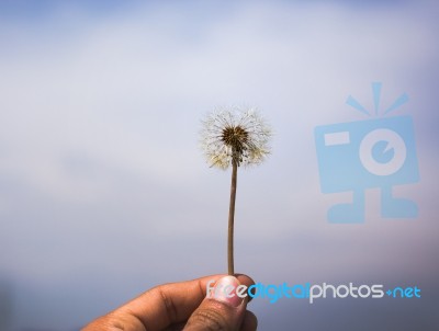 Close-up Of Beautiful Garden Flowers Field A Little Flowers Background Stock Photo