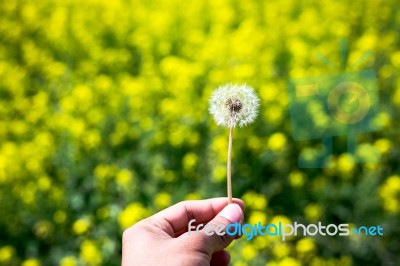 Close-up Of Beautiful Garden Flowers Field A Little Flowers Background Stock Photo