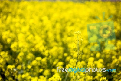 Close-up Of Beautiful Garden Flowers Field A Little Flowers Background Stock Photo