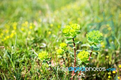 Close-up Of Beautiful Garden Flowers Field A Little Flowers Background Stock Photo