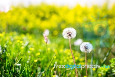 Close-up Of Beautiful Garden Flowers Field A Little Flowers Background Stock Photo