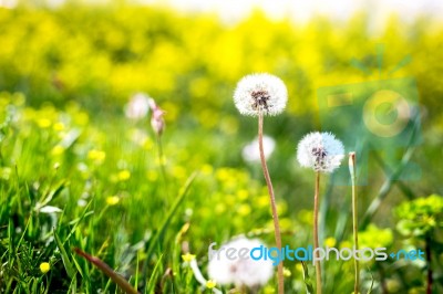 Close-up Of Beautiful Garden Flowers Field A Little Flowers Background Stock Photo