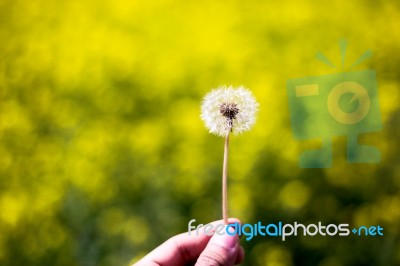 Close-up Of Beautiful Garden Flowers Field A Little Flowers Background Stock Photo