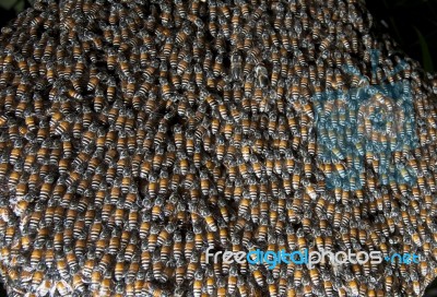 Close Up Of Bee Insect In Beehive Stock Photo