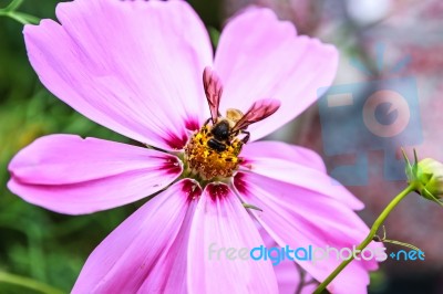 Close Up Of Bee On Cosmos Flower Stock Photo