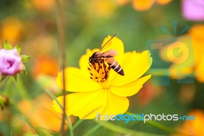 Close Up Of Bee On Cosmos Flower Stock Photo