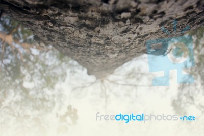 Close Up Of Big Tree In Soft Color Stock Photo