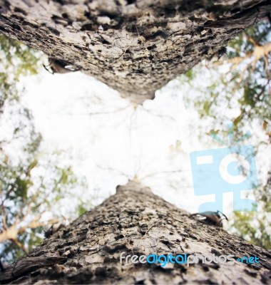 Close Up Of Big Tree In Soft Color Stock Photo