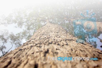 Close Up Of Big Tree In Soft Color Stock Photo