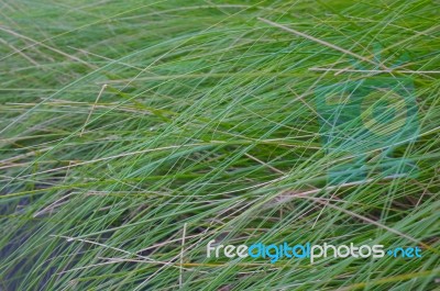 Close-up Of Blade Ofgreen Grass In Summer Stock Photo