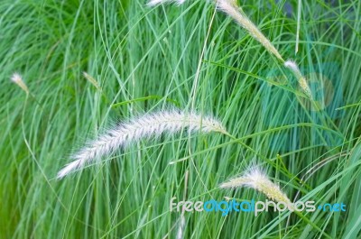 Close-up Of Blade Ofgreen Grass In Summer Stock Photo