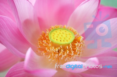 Close-up Of Blossom Pink Lotus Flowers Stock Photo