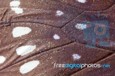 Close Up Of Butterfly Wing Stock Photo