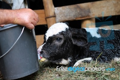 Close-up Of Calf Stock Photo