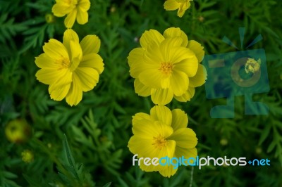 Close - Up Of Cosmos Flower And Yellow Starship Flower On The  Wayside Stock Photo