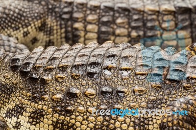 Close Up Of Crocodile Skin Stock Photo