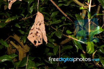 Close Up Of Dead Leaf With Fresh Leaves In The Background Stock Photo