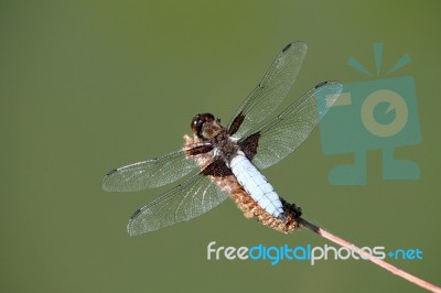 Close-up Of Dragonfly Stock Photo