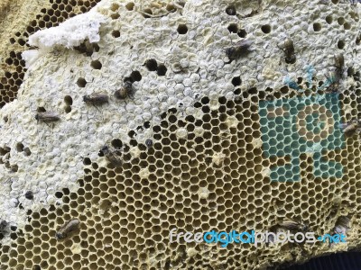 Close Up Of Fresh Bee Honeycomb Nest Stock Photo