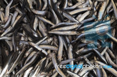 Close Up Of Fresh Sardines Fish Stock Photo