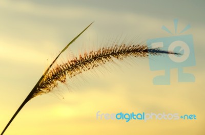 Close-up Of Grass Flower On Morning Stock Photo