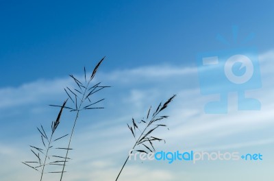 Close-up Of Grass Flower On Morning Stock Photo