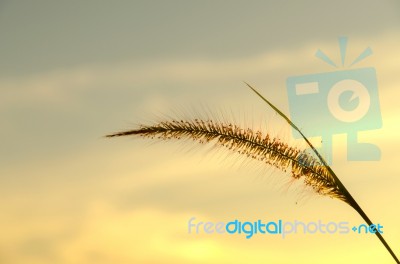 Close-up Of Grass Flower On Morning Stock Photo