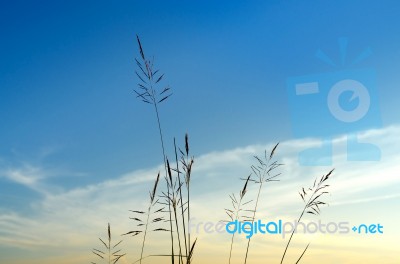 Close-up Of Grass Flower On Morning Stock Photo