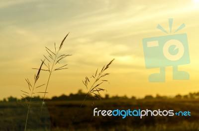 Close-up Of Grass Flower On Morning Stock Photo