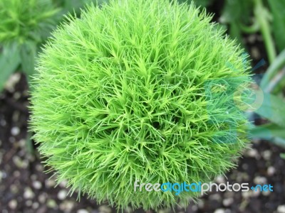 Close Up Of Green Bushy Plant Stock Photo