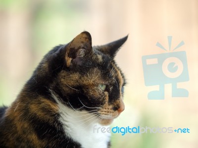 Close-up Of Head And Shoulders Of A Tortoiseshell Female Cat Stock Photo