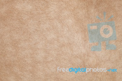 Close Up Of Horse Hair,fur, Skin, Leather Use As Animals And Nat… Stock Photo