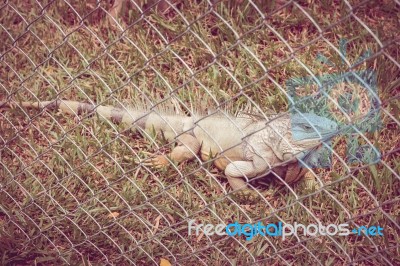 Close Up Of Iguana In Animal Cage Stock Photo