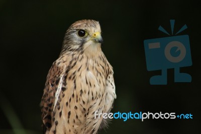 Close Up Of Kestrel Stock Photo