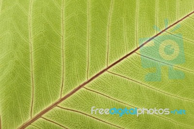 Close-up Of Leaf Veins Stock Photo