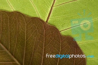 Close-up Of Leaf Veins Stock Photo