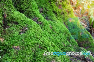 Close Up Of Moss On Tree In Deep Forest. Nature Life Background Stock Photo