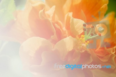 Close Up Of Orange Hibiscus Flower In Soft Color Stock Photo