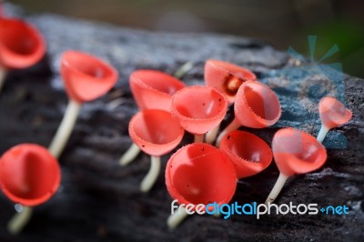 Close Up Of Pink Champagne Mushroom Background Stock Photo