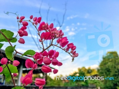 Close-up Of Pink Flower On The Spring Stock Photo