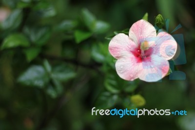 Close Up Of Pink Hibiscus Flower Stock Photo